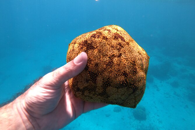 Half-Day Snorkeling Tour in Tahiti - Sapinus Bay and Fishermen’s Point, a Final Reef Push