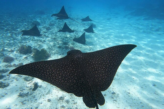Half Day Tour lagoon discovery marine fauna flora small group - Key highlights to know before you go
