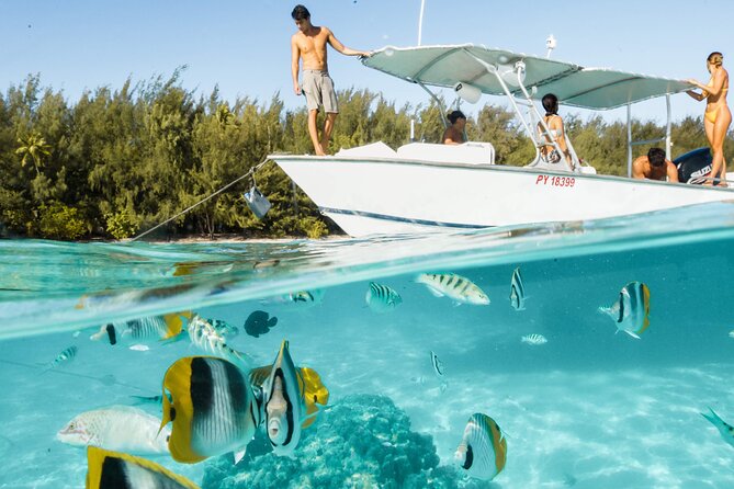 Half Day Tour lagoon discovery marine fauna flora small group - Moorea lagoon, but with a plan for stingrays, sharks, turtles, and dolphins