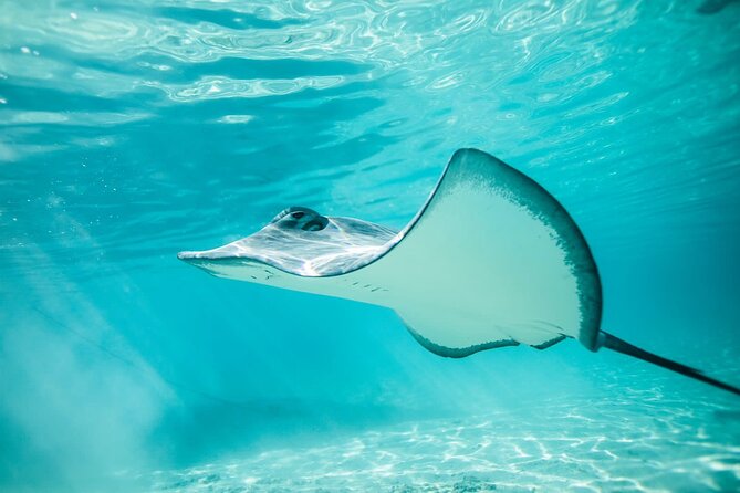 Half Day Tour lagoon discovery marine fauna flora small group - Stop 1: the sandbar for stingrays and blacktip sharks