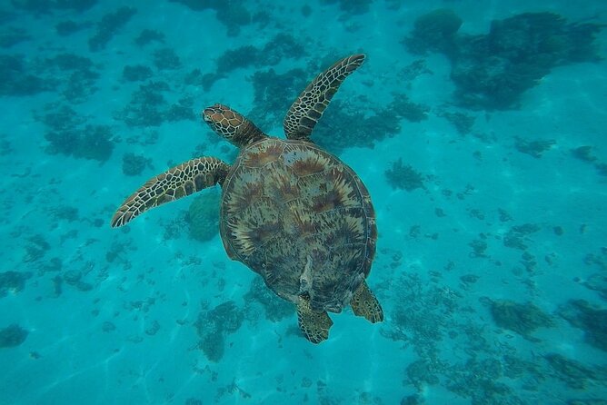 Half Day Tour lagoon discovery marine fauna flora small group - Sea turtles and possible leopard rays in the lagoon