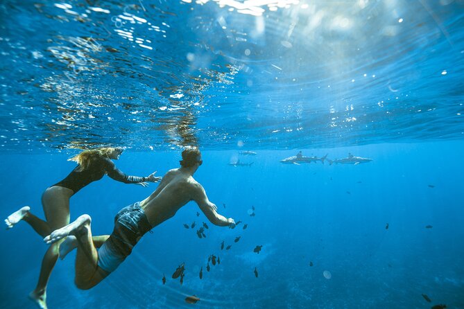 Half Day Tour lagoon discovery marine fauna flora small group - Meeting at Coco Beach and the rhythm of a half-day