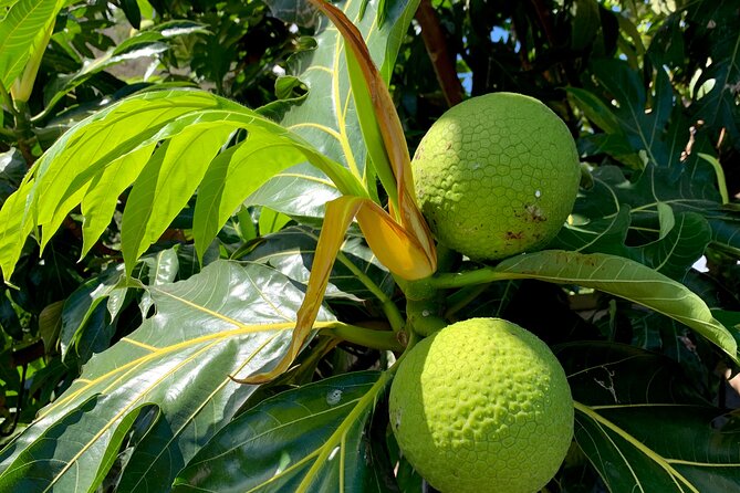 Half-Day Tour of Moorea Island in a Small Group - Cook’s Bay and Ōpūnohu Bay: scenic stops with real perspective