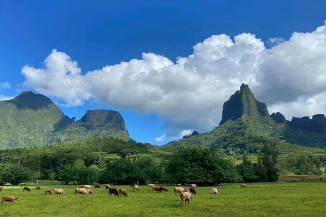 Half-Day Tour of Moorea Island in a Small Group - Rotui fruit juice factory tastings: what you get and why it’s worth it
