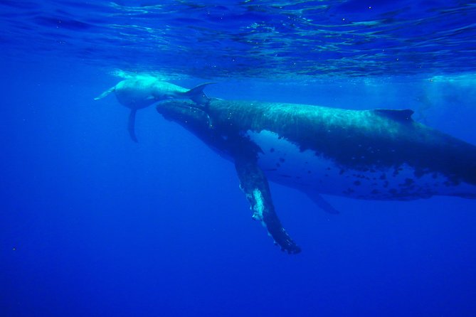 Half day whale tour 4h00 - Key things to know before you go