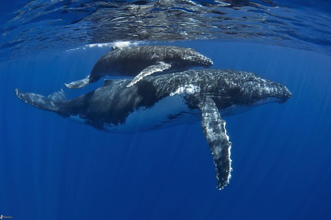 Half day whale tour 4h00 - Opunohu Bay walk and the warm-up before the ocean