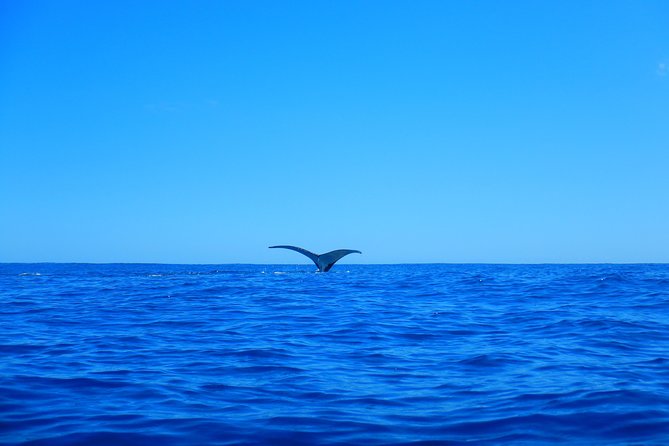 Half day whale tour 4h00 - The swim rules: 6 people in the water, and the 100-meter reality