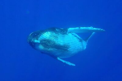 Half day whale tour 4h00