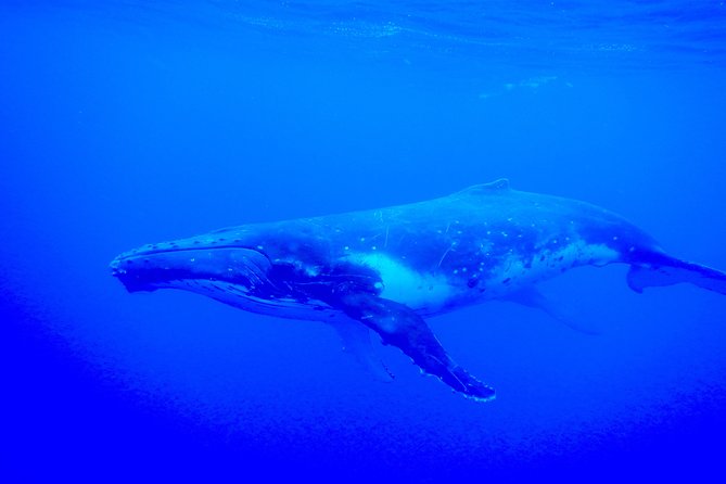 Half day whale tour 4h00 - Timing, duration, and what 4 hours feels like on Moorea time