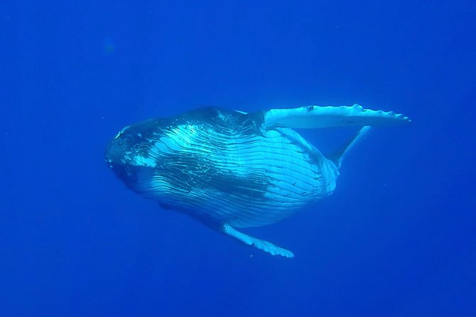 Half day whale tour 4h00 - Whale hunting from the boat: listening gear, smart positioning, and fast decisions