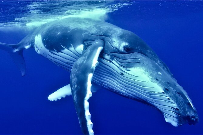 Half Day Whale Watching in a Small Shared Group - Key highlights (what makes this tour worth your time)