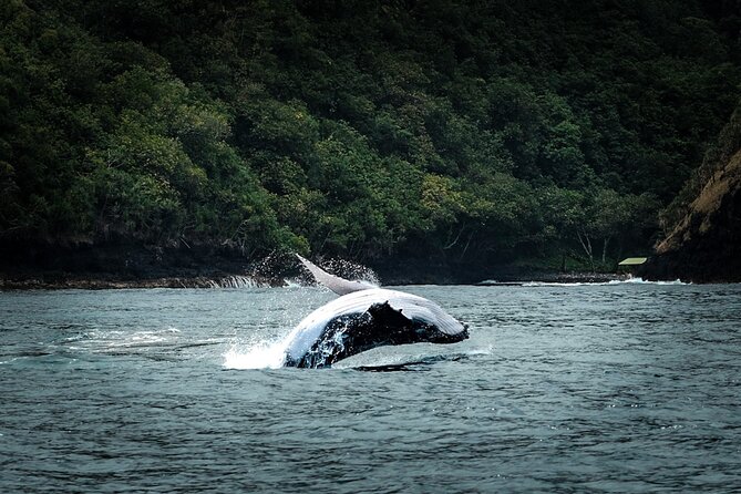 Half Day Whale Watching in a Small Shared Group - Humpback whales around Tahiti, and why this trip feels different