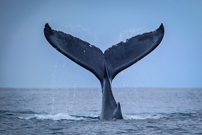 Half Day Whale Watching in a Small Shared Group - Small shared group, up to 6 passengers, and what it changes