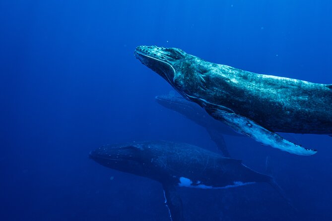 Half Day Whale Watching in a Small Shared Group - Whale watching moments you can actually hope for