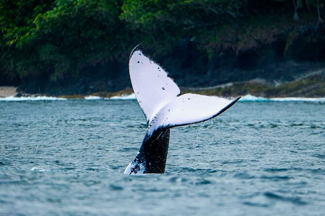 Half Day Whale Watching in a Small Shared Group - Crew energy, guide storytelling, and learning the behavior you see