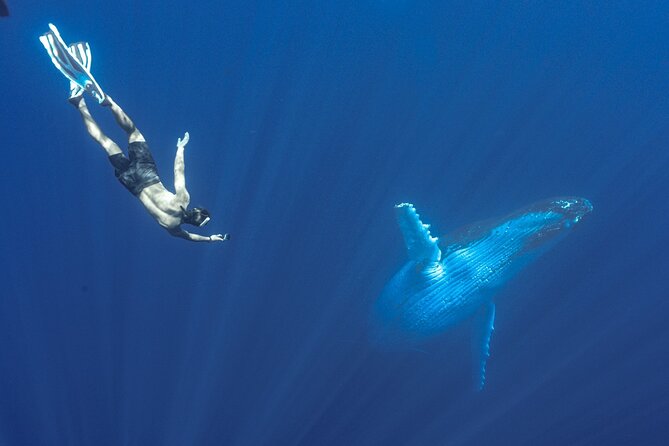 Half Day Whale Watching in a Small Shared Group - Price and value, what you are paying for at $236.85
