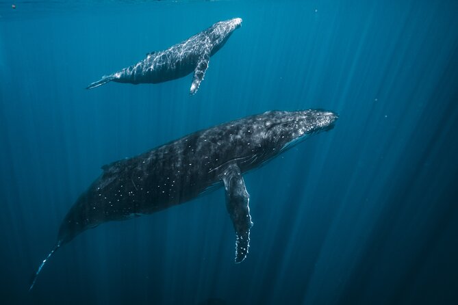 Half Day Whale Watching in a Small Shared Group - Boarding at Ārue Stadium, then out on the Poti Marara