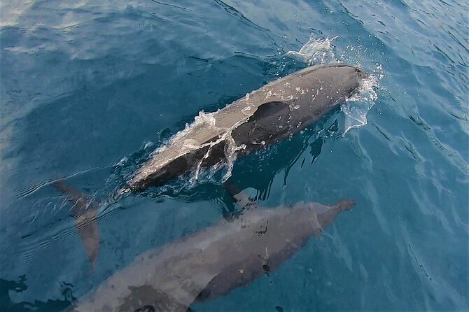 Half day whale watching - Without launch - Whale Watching from a Sailboat, What to Expect If Nature Cooperates