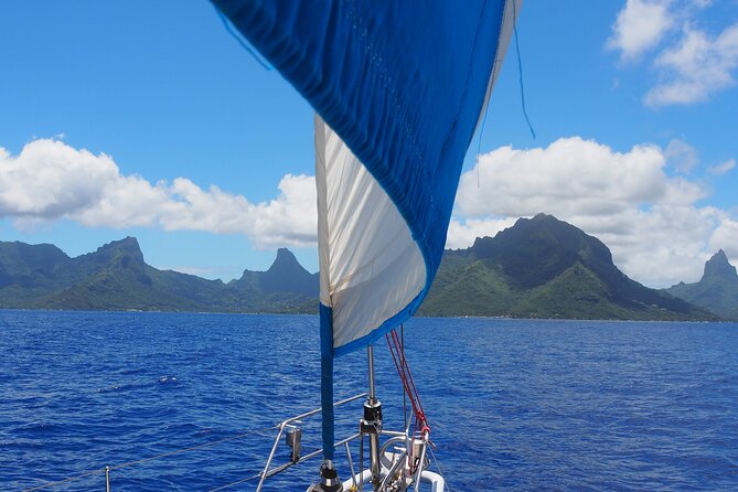 Half day whale watching - Without launch - The 3 pm, Half-Day Format and Why the Timing Matters