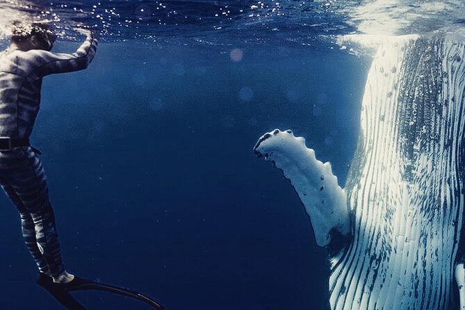 Humpback whale watching and marine life in Moorea - Key points I think you’ll care about