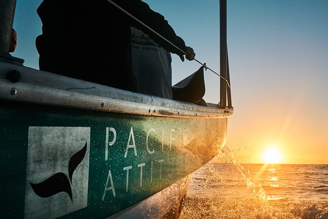 Humpback whale watching and marine life in Moorea - Pacifik Attitude on board: guides, safety, and the calm that matters