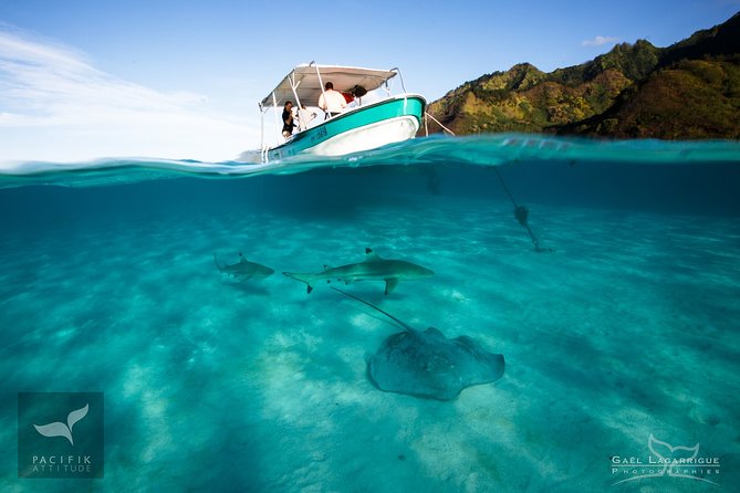 Humpback whale watching and marine life in Moorea - The 3-hour rhythm: spotting, listening, then deciding if you swim