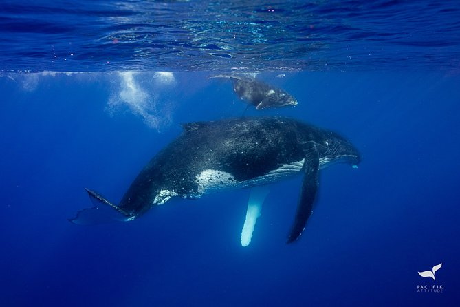 Humpback whale watching and marine life in Moorea - Stop 1 at Hauru Public Park Parking: a straightforward start to whale time