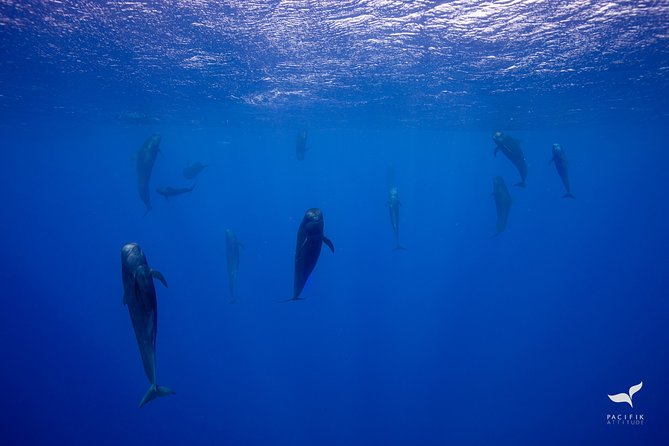 Humpback whale watching and marine life in Moorea - Stop 2 at Pacifik Attitude: later-season departures and a different feel