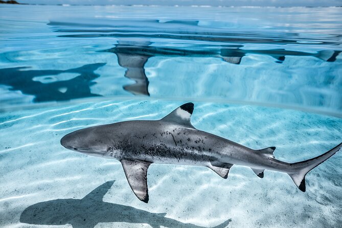 Humpback whale watching and marine life in Moorea - Beyond humpbacks: the marine-life checklist you might actually hit