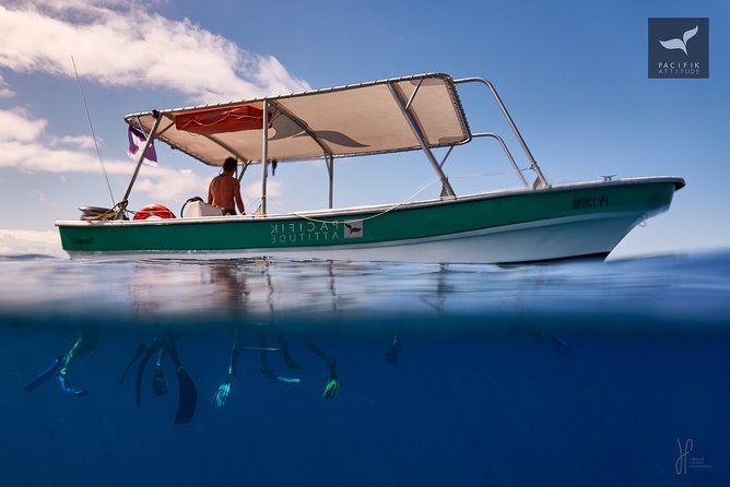 Humpback whale watching and marine life in Moorea - Respect for whales in practice: what the best crews do