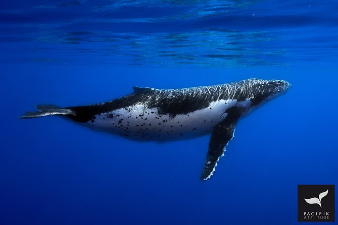 Humpback whale watching and marine life in Moorea - Meeting points that actually change by month
