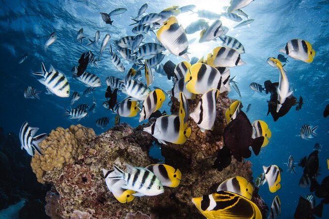 Introductory Dive in Bora Bora (afternoon) - Key highlights worth planning around