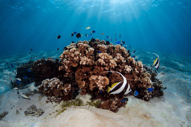 Introductory Dive in Bora Bora (afternoon) - Why Matira Beach Is a Great Place to Learn Scuba