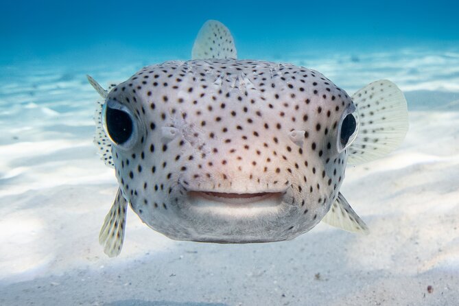 Introductory Dive in Bora Bora (afternoon) - Your In-Water Lesson: Maximum 2 Participants Per Instructor
