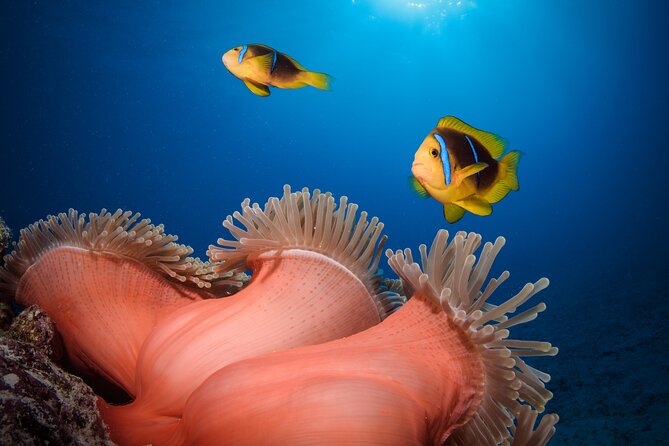 Introductory Dive in Bora Bora (afternoon) - What You See in the Lagoon: Coral Garden, Fish, Rays, and Mantas