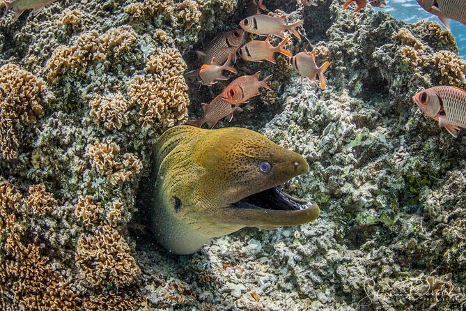 Introductory Scuba Diving Experience in Bora Bora - Equipment, comfort, and what the 6-meter limit really means