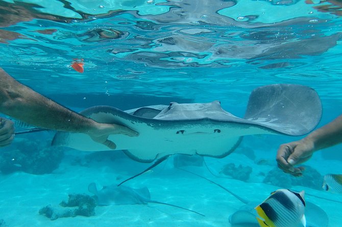 Jet-Ski Découverte 1H00 Jet Ski excursion to Moorea (Single or two-seater) - Stop 2: the stingray and black tip shark swim time