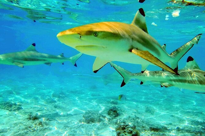 Keishi Tour Half Day Shared Excursion - Canoe cruise around Bora Bora: the part that makes the half-day feel full