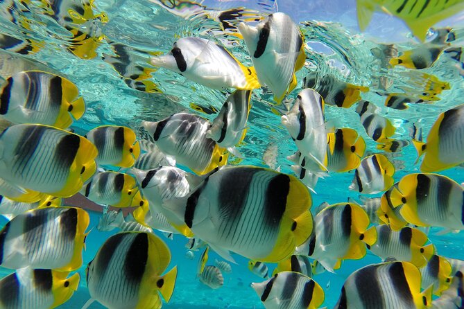 Keishi Tour Half Day Shared Excursion - Snorkeling at the coral garden: underwater time without the whole-day commitment