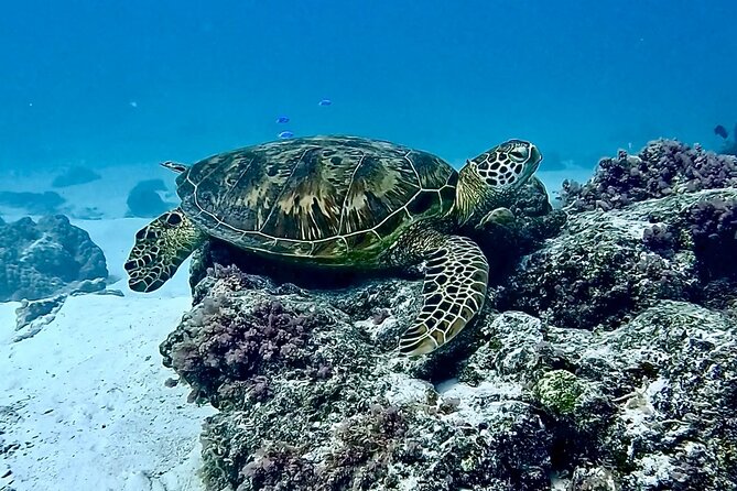 Lagoon and Marine Wildlife Tour in Moorea - Sandbar Swim and Snorkel Over the Reefs