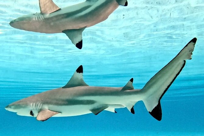 Lagoon and Marine Wildlife Tour in Moorea - Who This Tour Suits Best in Moorea