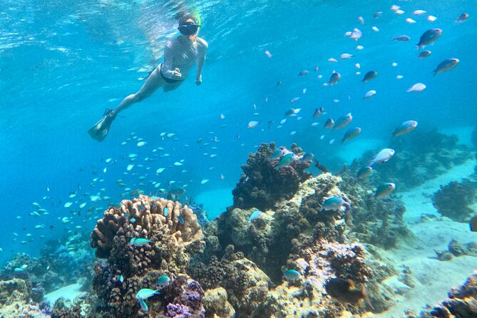 Lagoon and Wildlife Discovery on a Private Boat in Moorea - Why the guide-led approach makes the wildlife feel personal