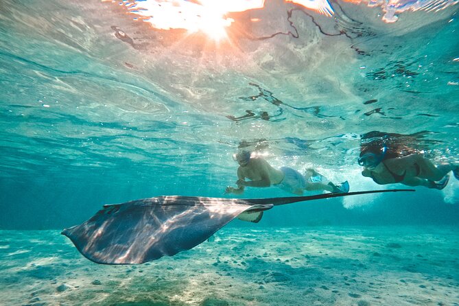 Lagoon and Wildlife Discovery on a Private Boat in Moorea - Price check: what $293.94 gets you in real value