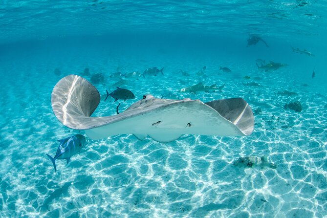 Lagoon Exploration and Snorkeling in Moorea - Key Highlights You’ll Want to Know