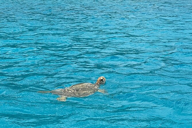 Lagoon Exploration and Snorkeling in Moorea - How the Crew Keeps Wildlife Encounters Respectful, Even When No One’s Watching