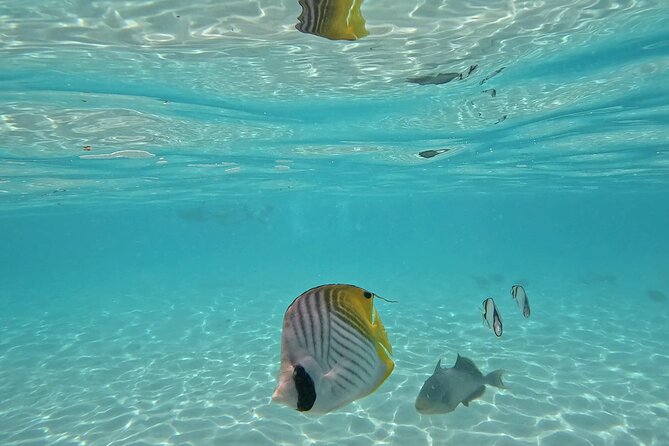 Lagoon Exploration and Snorkeling in Moorea - Ending With Lagoon Time to Relax, Not Just Rush Off