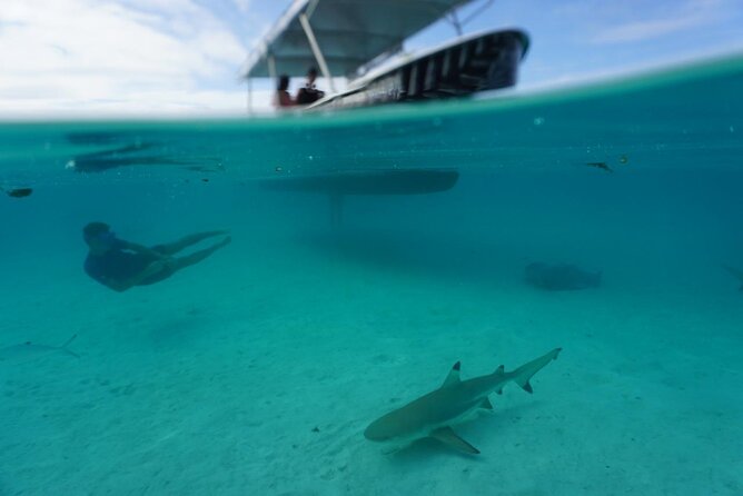 Lagoon Exploration and Snorkeling in Moorea - Cocobeach Pickup, Then a Short, Smooth 4-Hour Water Day
