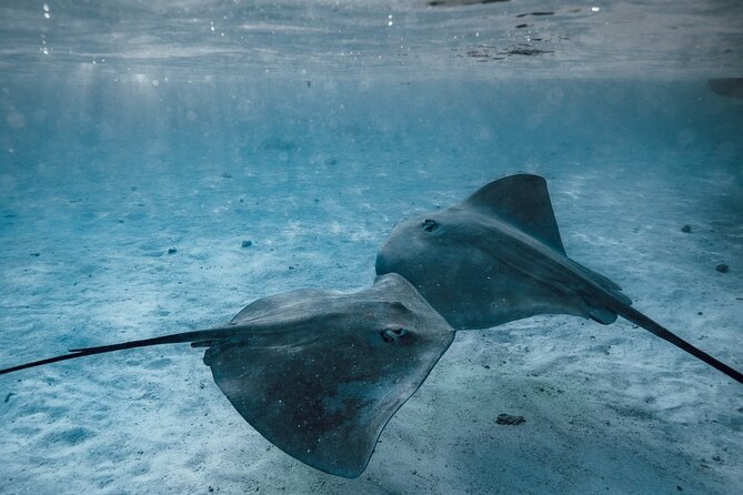 Lagoon Tour - Discover the magnificent lagoon of Moorea - Snorkeling Gear, Fins, and What You Should Still Bring