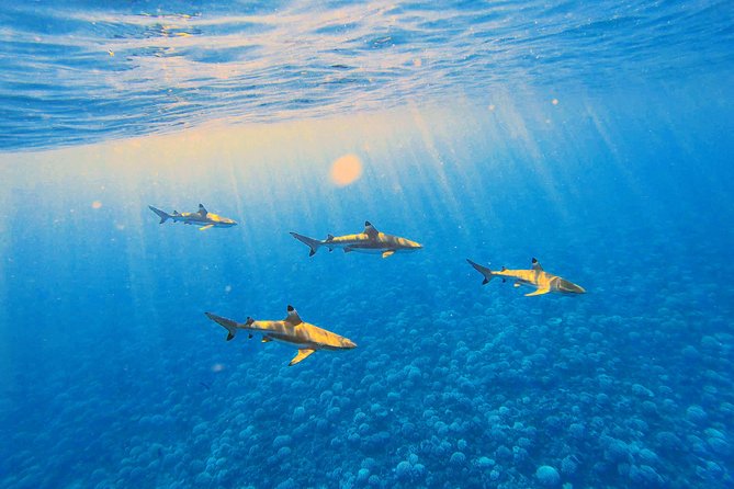 Lagoon Tour - Discover the magnificent lagoon of Moorea - First Stop: Shallow Sandbank Snorkeling With Stingrays and Blacktip Reef Sharks