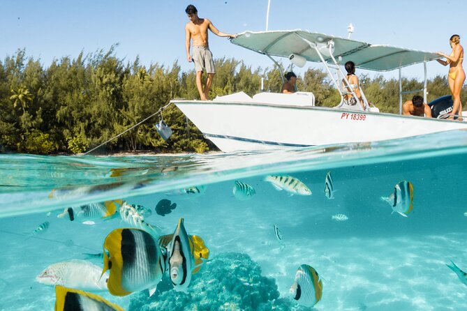 Lagoon Tour in Moorea in Small Group with Lunch - Moorea’s lagoon, where you actually swim with the marine life